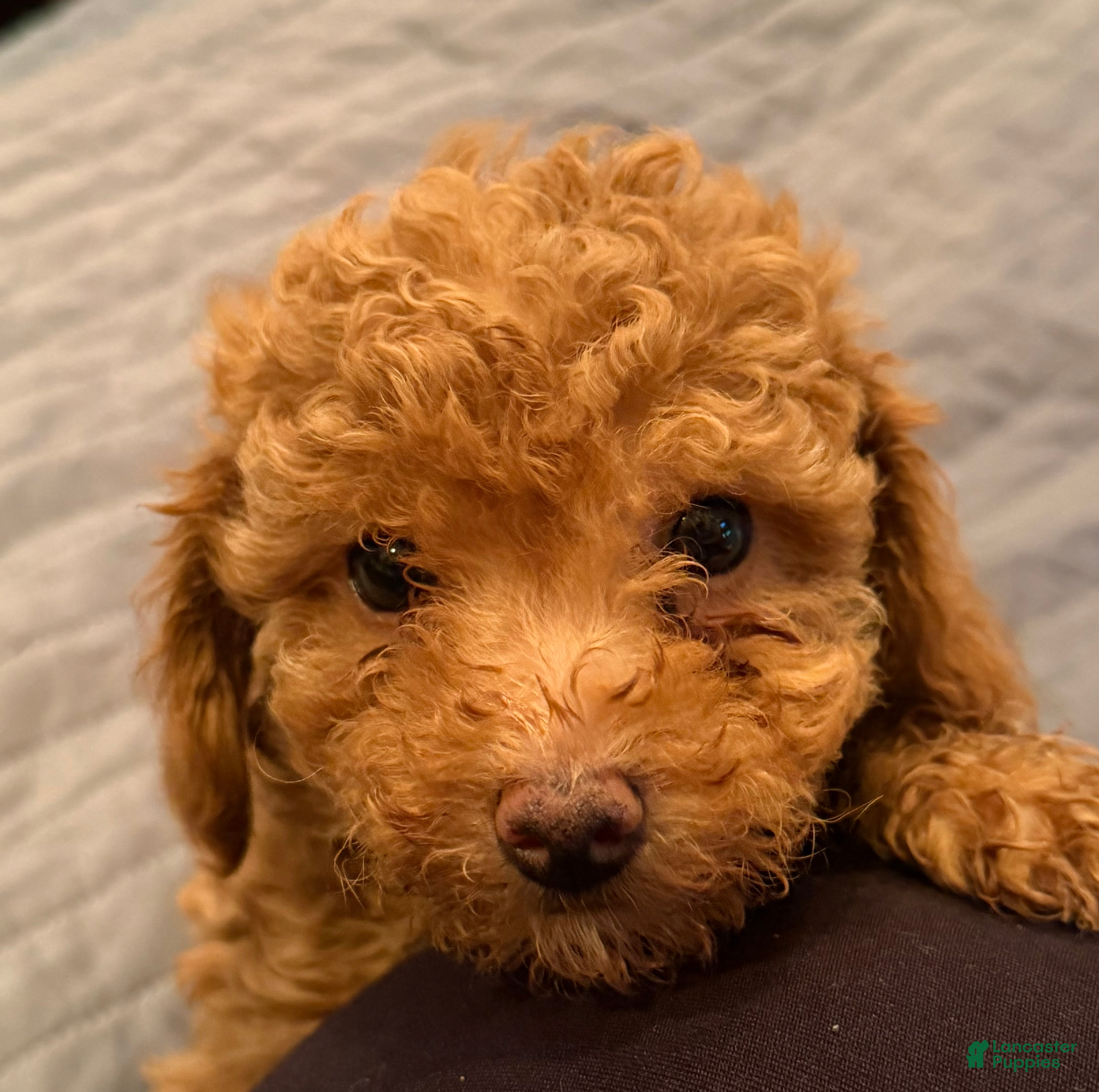 Toy Poodle dogs Toy Poodle Puppy 2 - Ad 25
