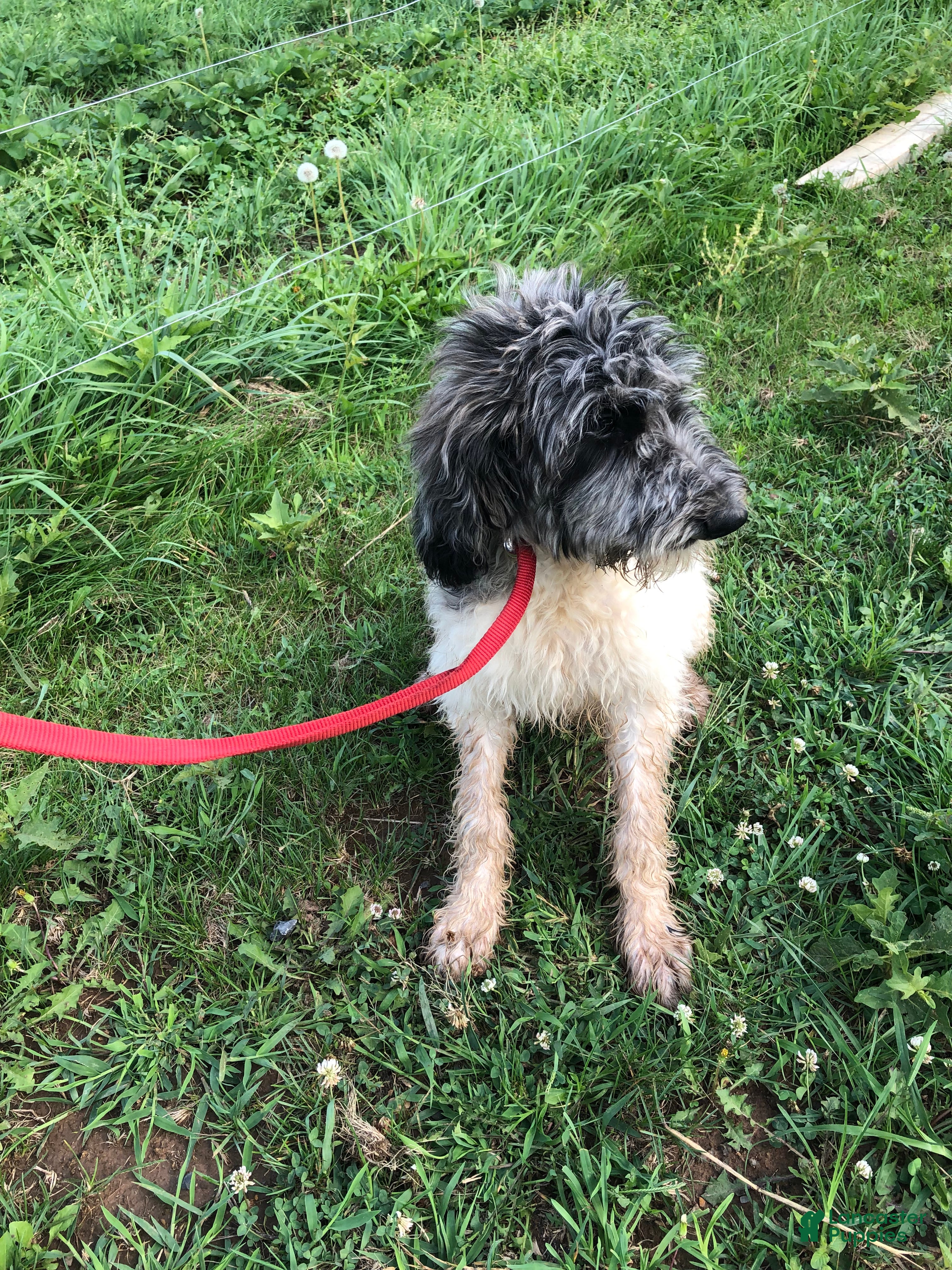 Goldendoodle dogs Princess - Ad 2