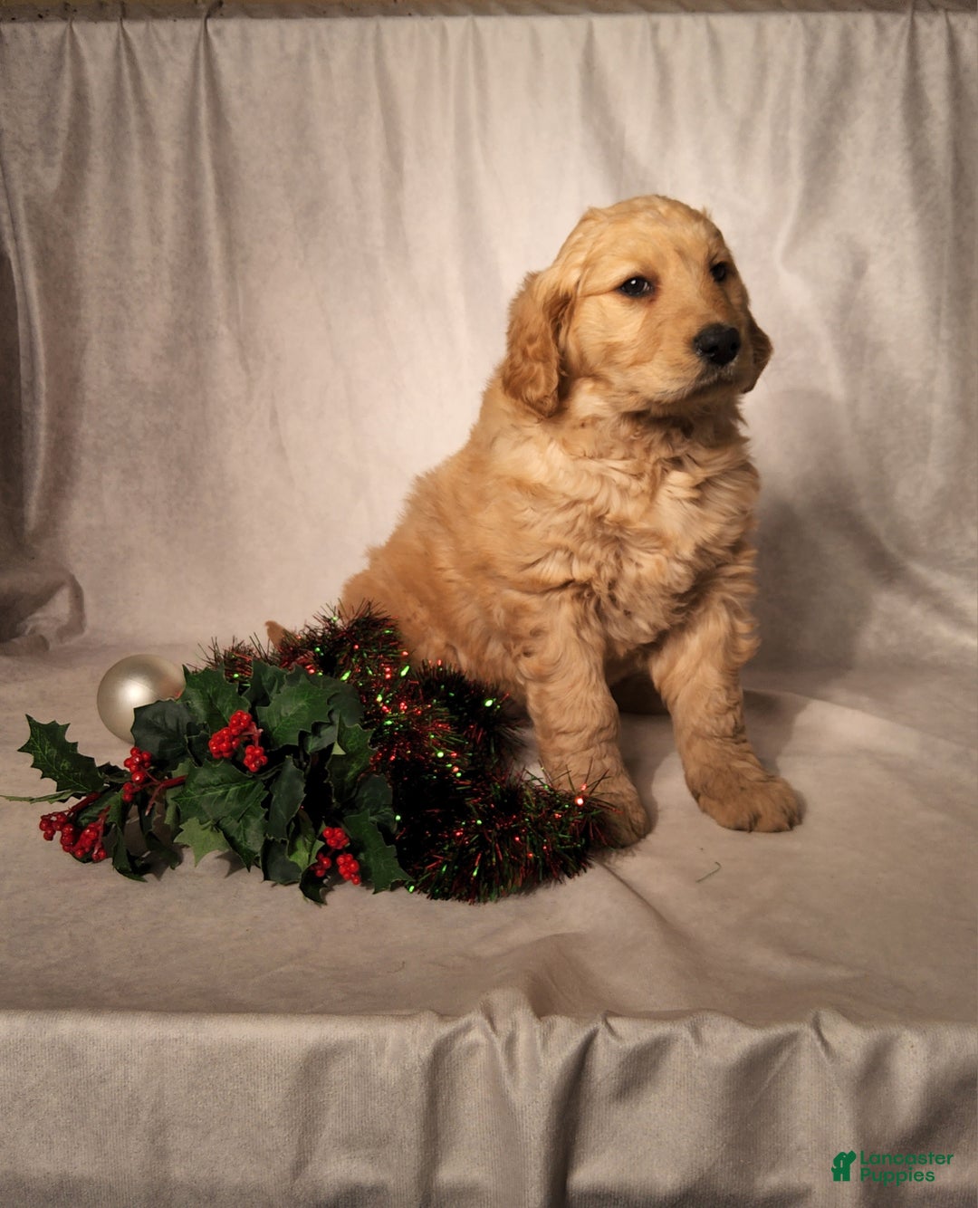 Goldendoodle dogs for sale: Becky - Ad 10