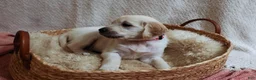 Golden Retriever dogs for sale: Poppyseed  - Ad 4