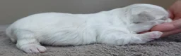 Maltese dogs for sale: Halo - Ad 6