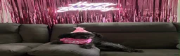 Schnoodle dogs for sale: Schnoodle 3 - Ad 2
