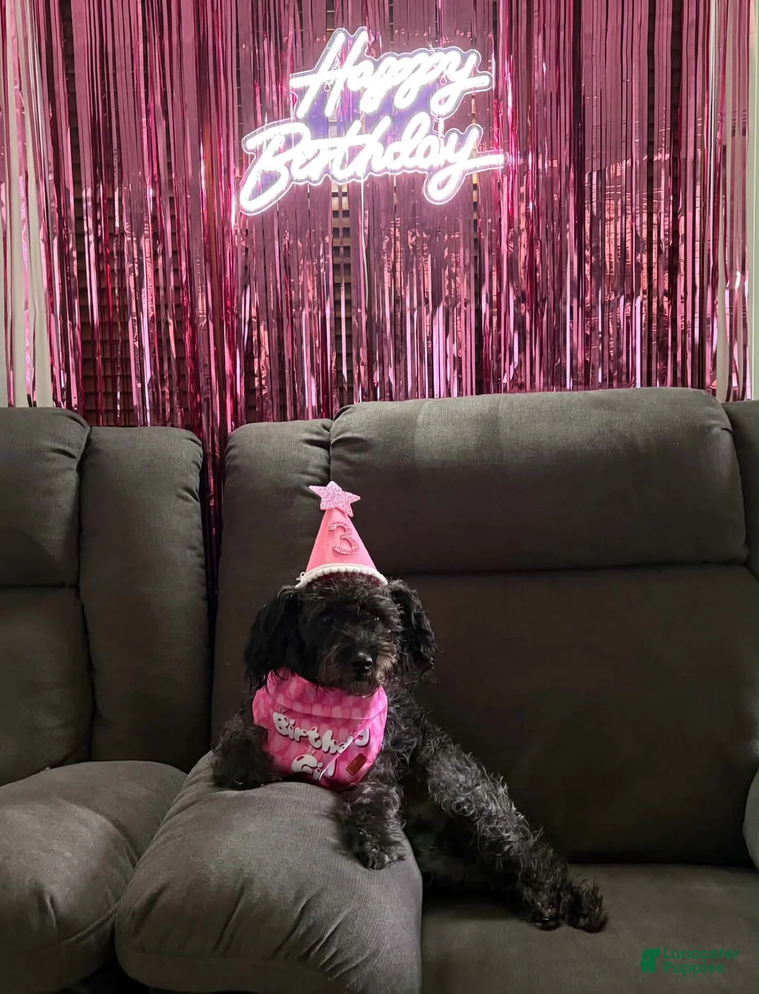 Schnoodle dogs for sale: Schnoodle 3 - Ad 2