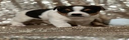 Jack Russell Terrier dogs for sale: Andy - Ad 2
