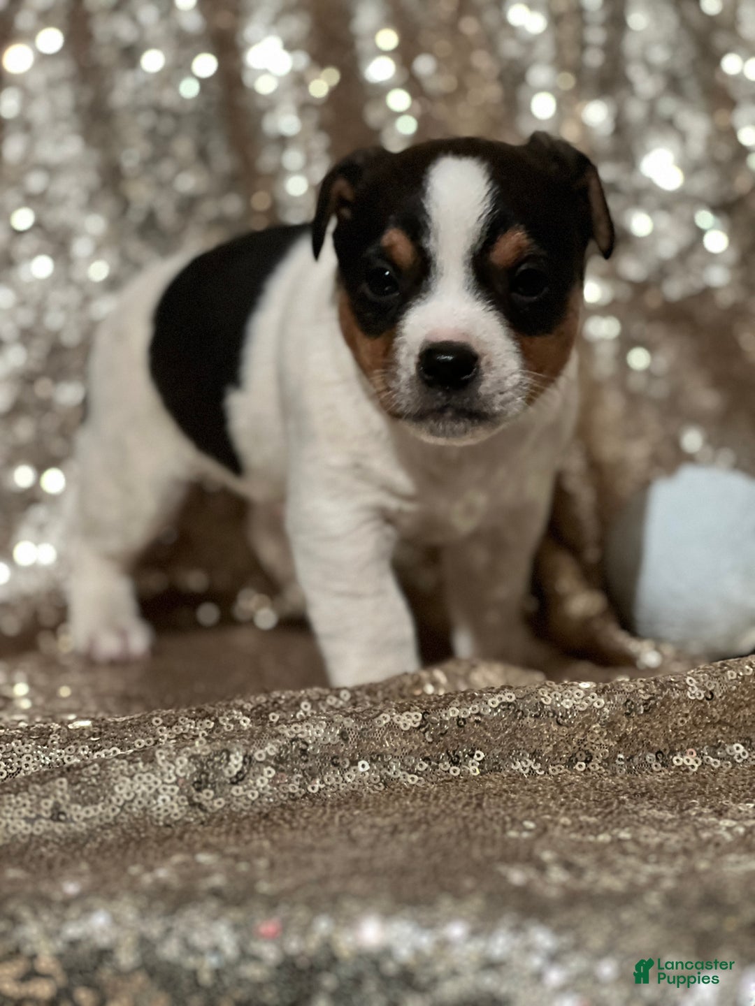 Jack Russell Terrier dogs for sale: Andy - Ad 2