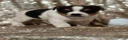 Jack Russell Terrier dogs for sale: Andy - Ad 2
