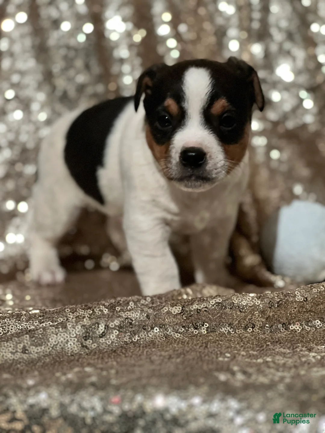 Jack Russell Terrier dogs for sale: Andy - Ad 2