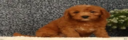 Mini Goldendoodle dogs for sale: Tina - Ad 3
