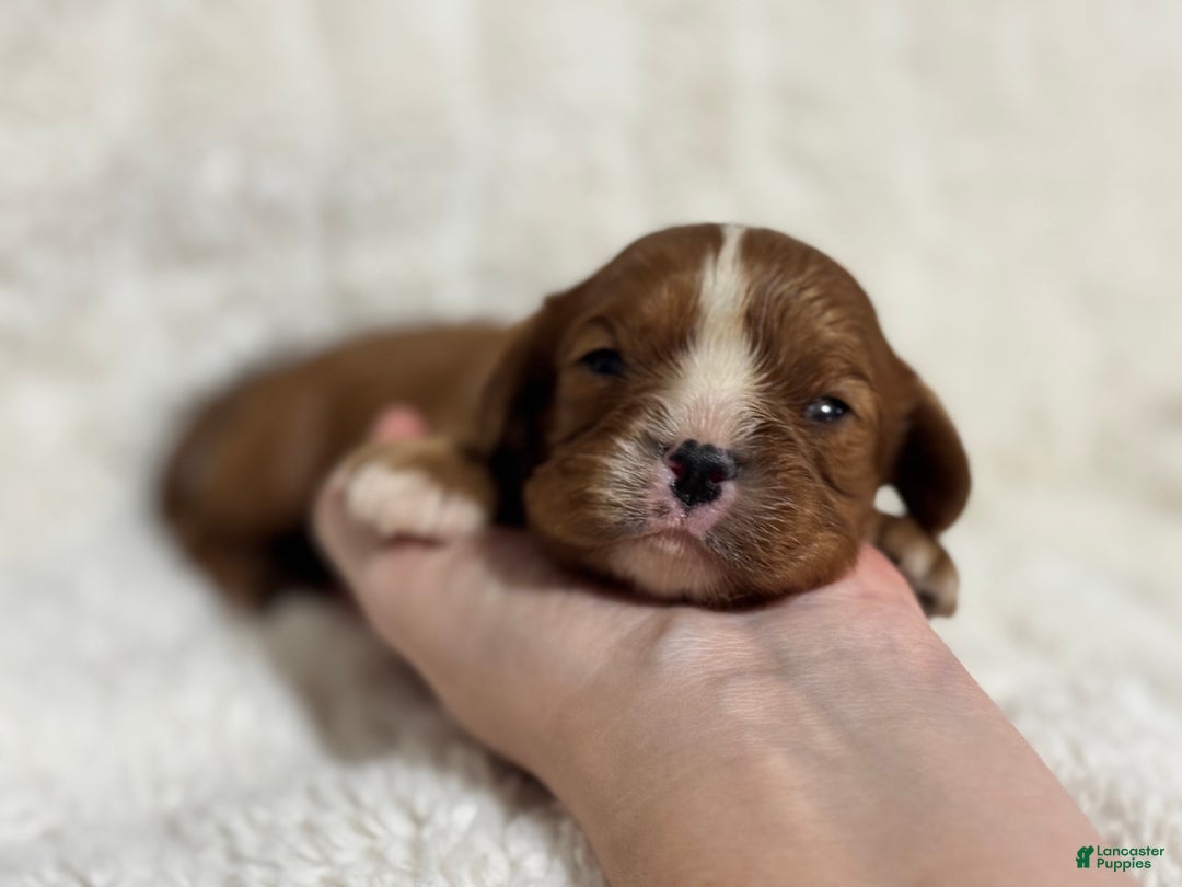 Cavalier King Charles Spaniel dogs for sale: Finn - Ad 2