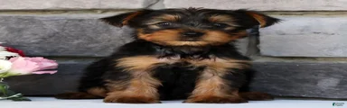 Otis