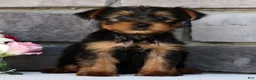 Morkie dogs for sale: Otis - Ad 1
