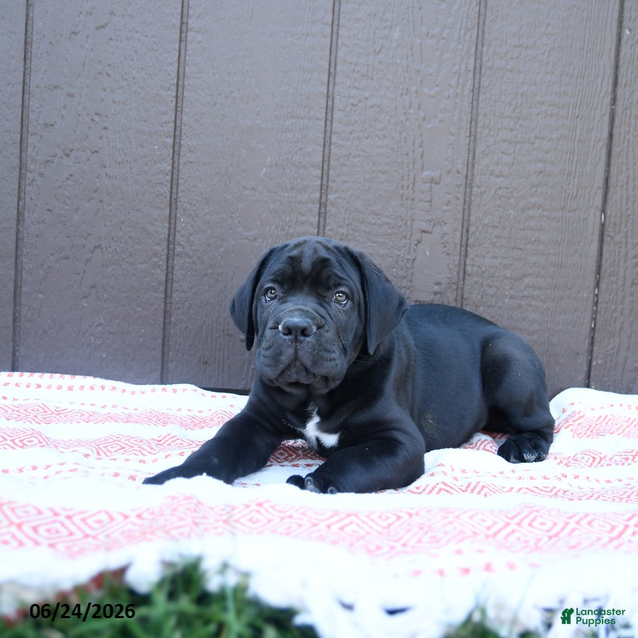 Cane Corso dogs Cormac - Ad 2