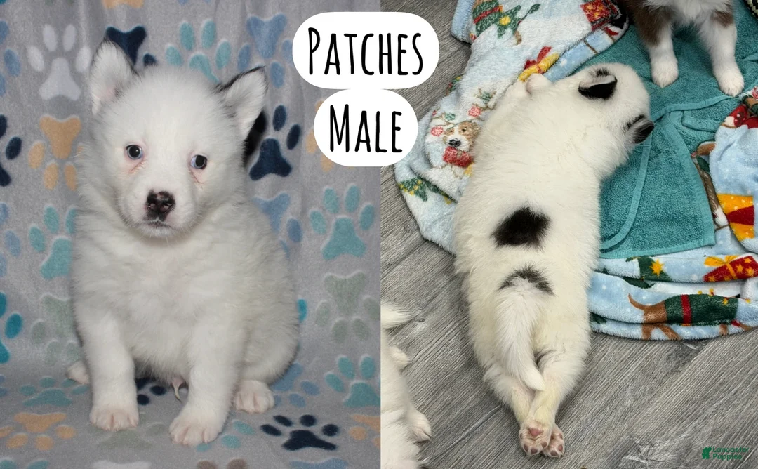 Pomsky dogs for sale: Patches - Ad 1