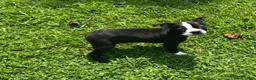 Boston Terrier dogs for sale: SALE PENDING - Ad 17