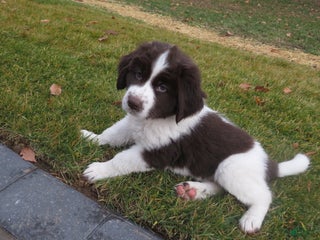 Newfoundland dogs Chai - Ad 5