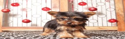 Yorkshire Terrier dogs for sale: Remy Tea Cup  - Ad 1