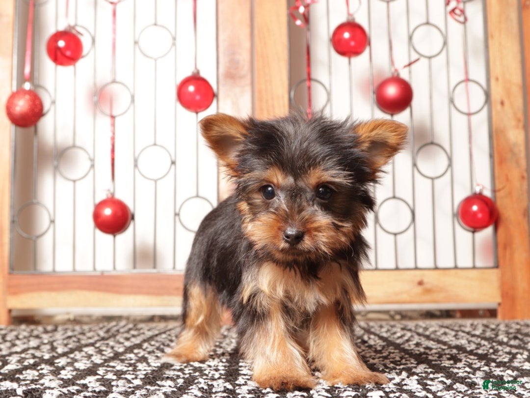Yorkshire Terrier dogs for sale: Remy Tea Cup  - Ad 1