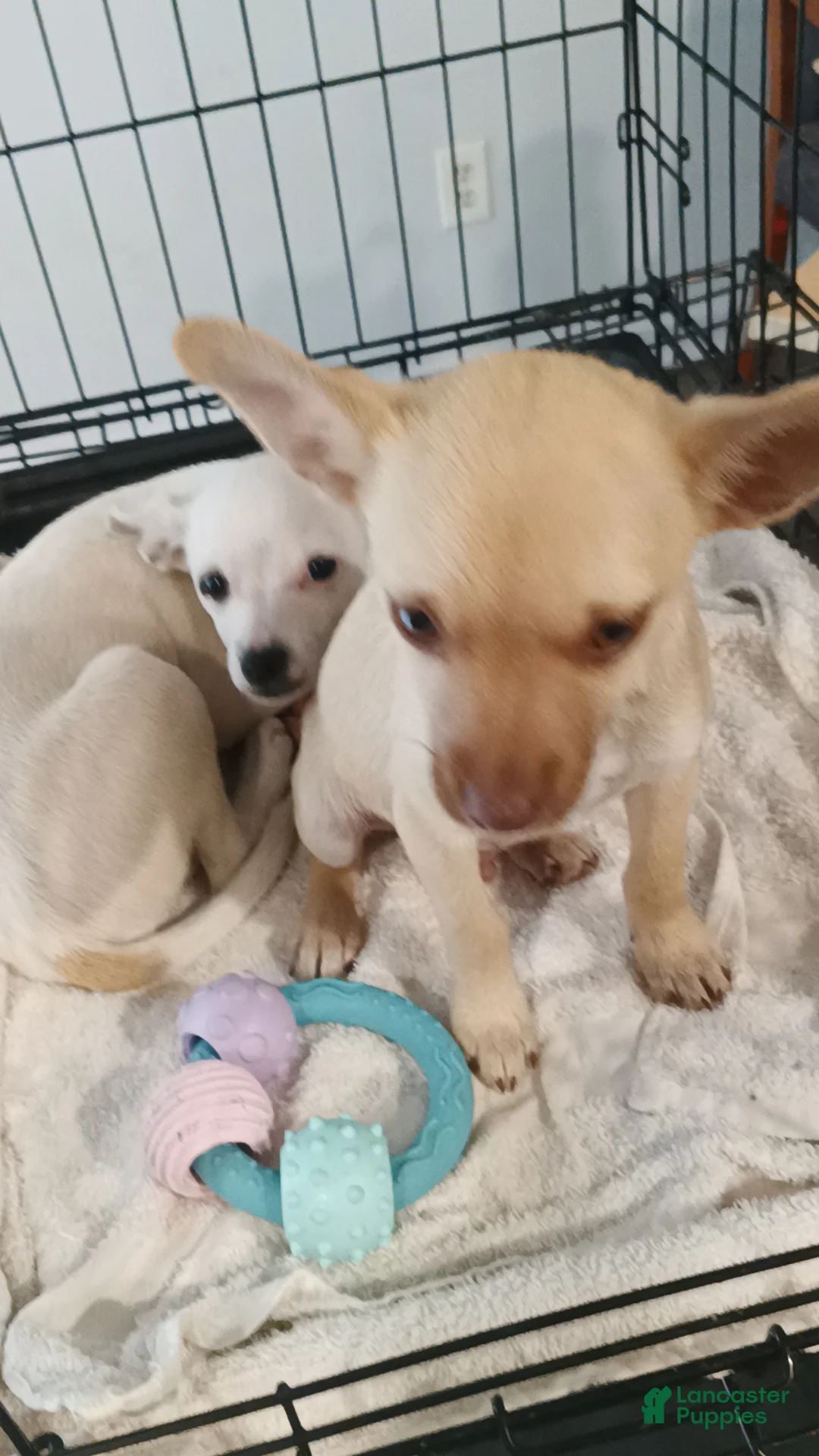 Chihuahua dogs for sale: Chihuahua Puppy 1 - Ad 2