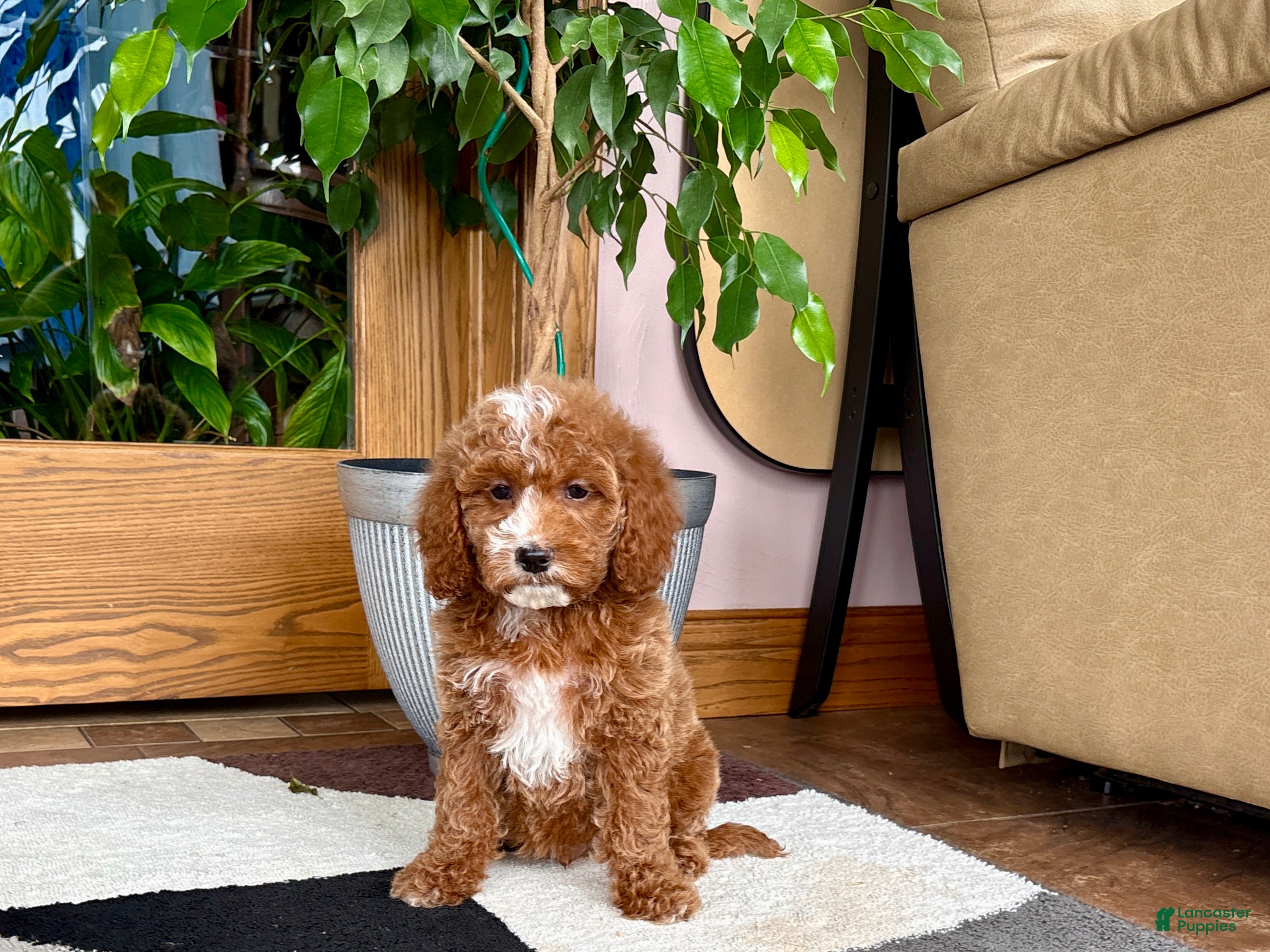 Cavapoo dogs Cavapoo male 2 - Ad 2