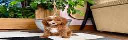Cavapoo dogs for sale: Cavapoo male 2 - Ad 2