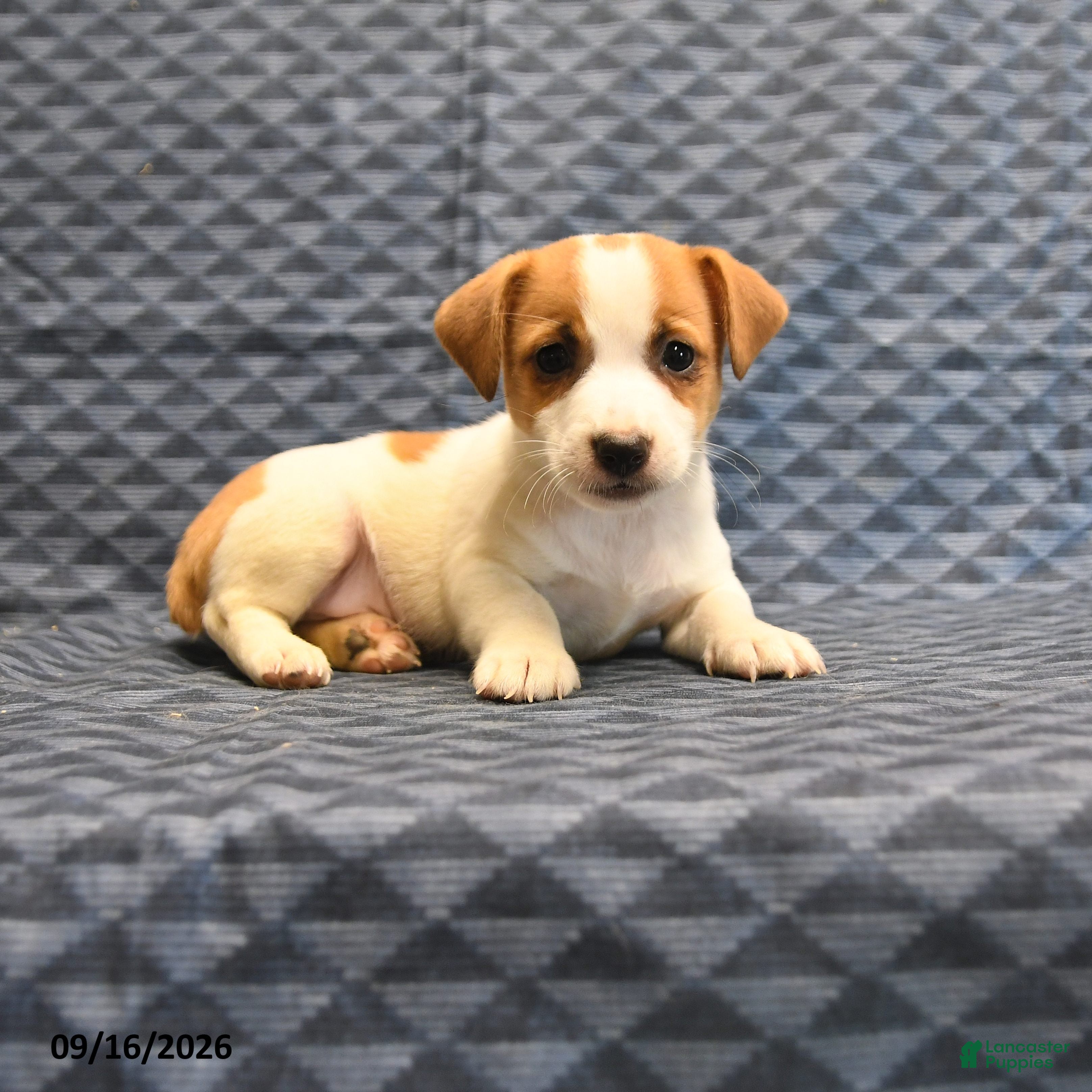 Jack Russell Terrier dogs Rex - Ad 1