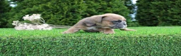 English Bulldog dogs for sale: Debbi - Ad 4
