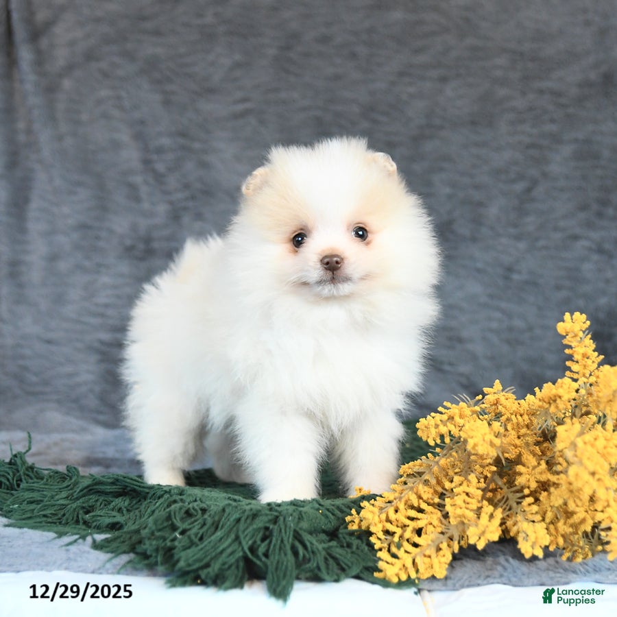 Pomeranian dogs Eskimo - Ad 29