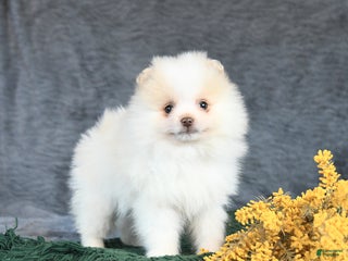 Pomeranian dogs Eskimo - Ad 29