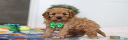 Cavapoo dogs for sale: Lincoln - Ad 4
