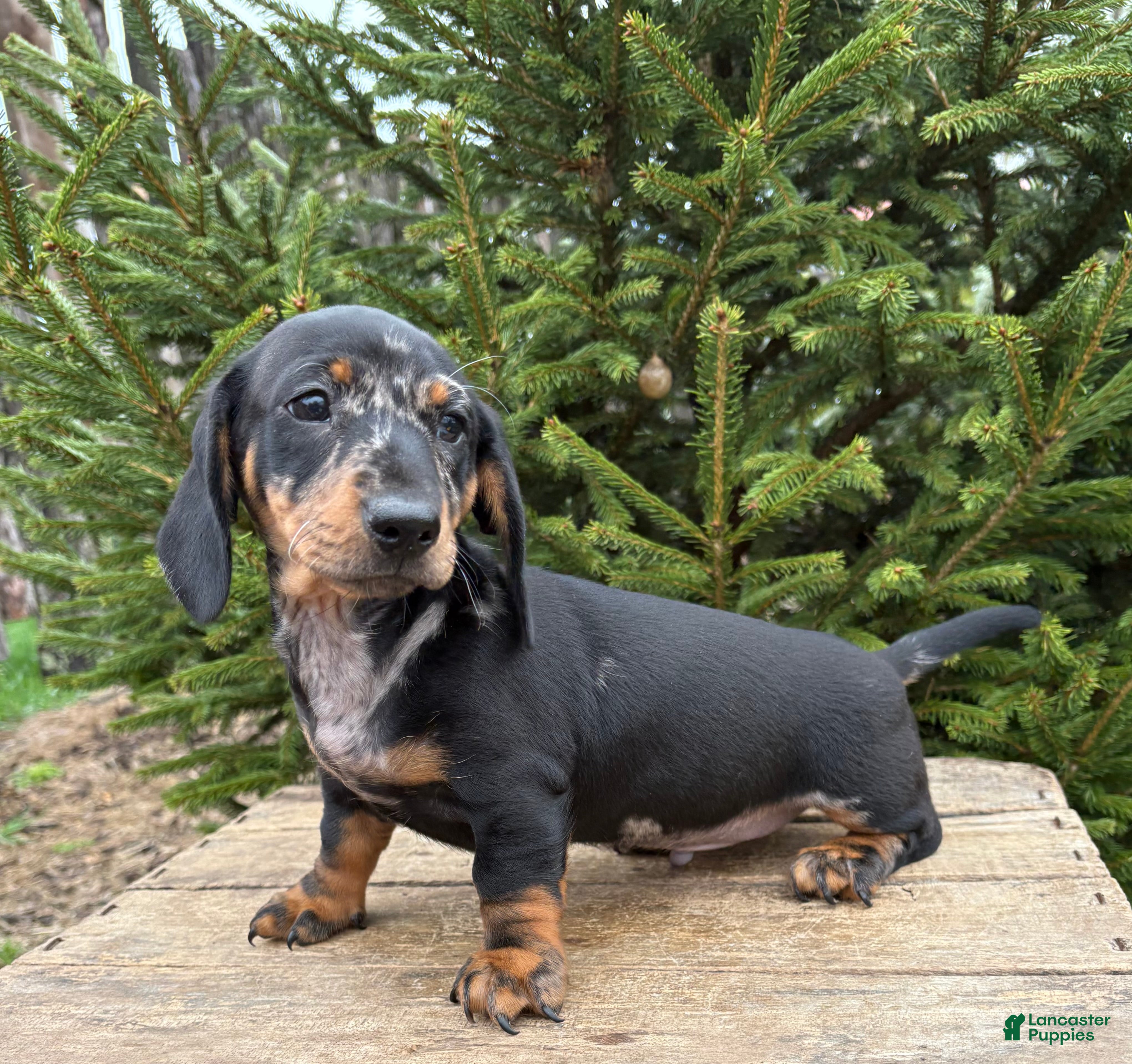 Dachshund dogs Thor - Ad 2