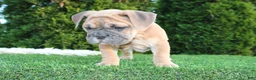 English Bulldog dogs for sale: Dallas - Ad 6