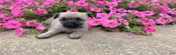 Cairn Terrier dogs for sale: Julie - Ad 10
