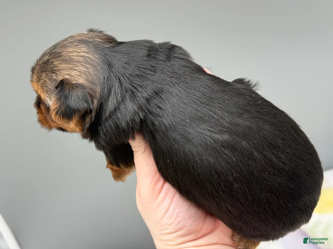 Yorkshire Terrier dogs for sale: May - Ad 4