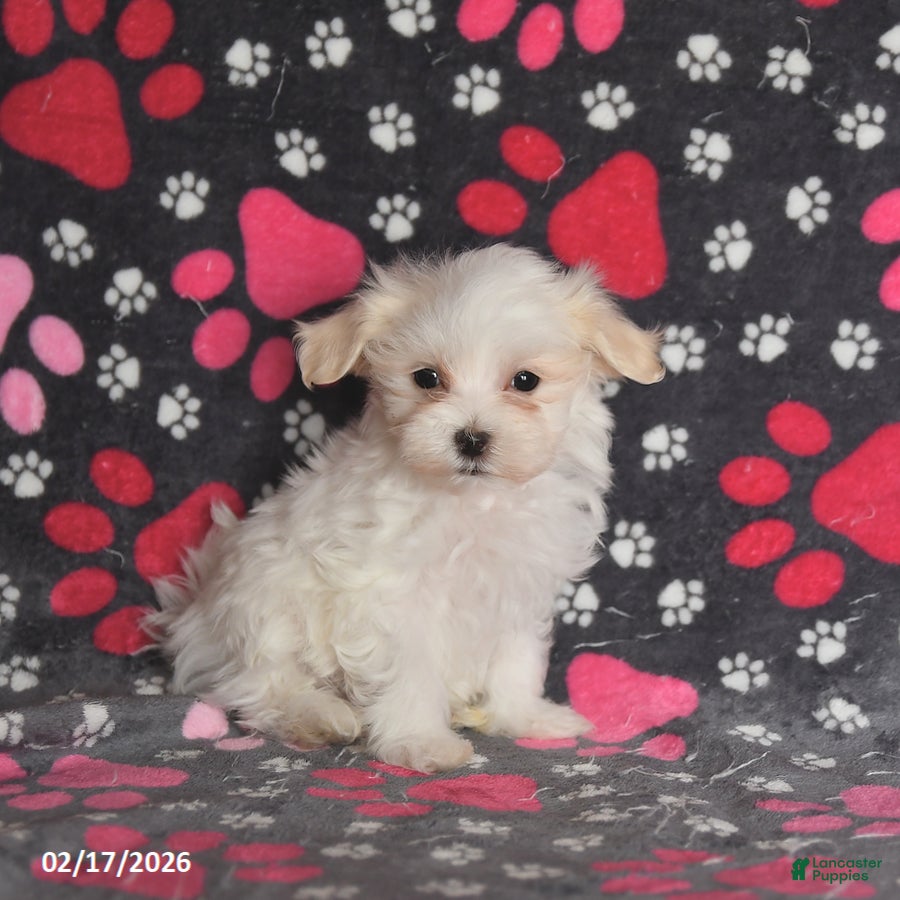 Maltese dogs Forrest - Ad 1