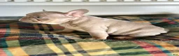 French Bulldog dogs for sale: French Bulldog 2 - Ad 4