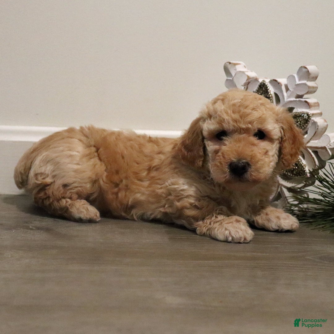 Miniature Poodle dogs for sale: Buddy - Ad 6