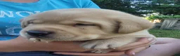 Labrador Retriever dogs for sale: Lasso - Ad 6