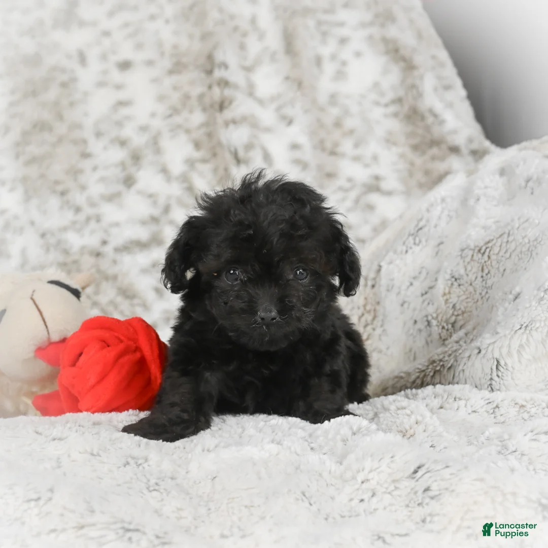 Cavapoo dogs for sale: Teddy - Ad 4