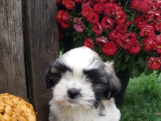 Mixed Breed dogs Sammy - Ad 8