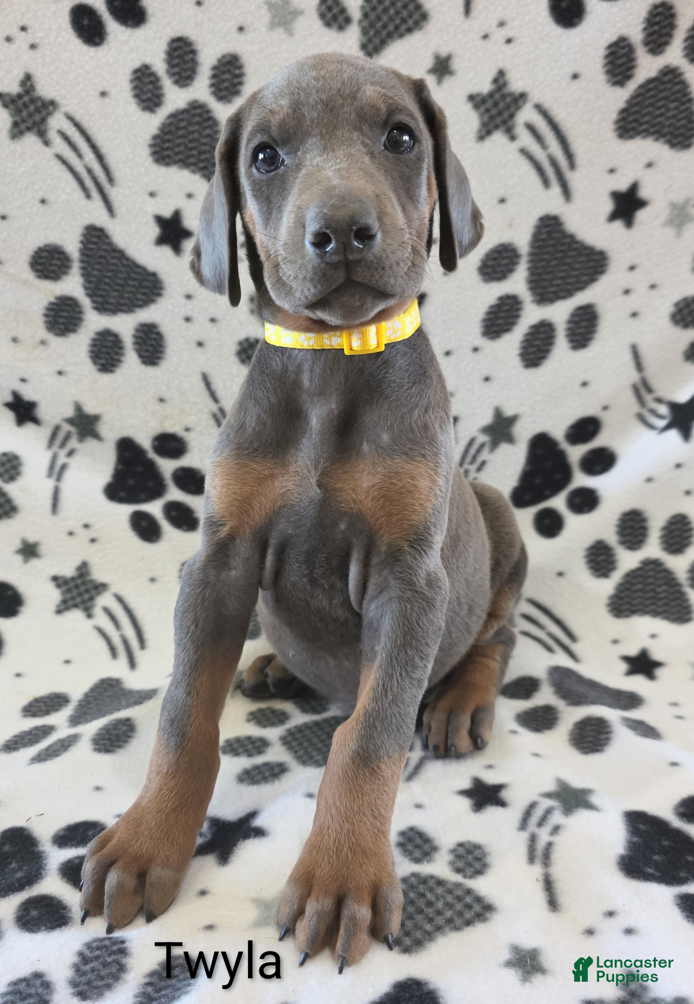 Doberman Pinscher dogs Doberman Pinscher Puppy 6 - Ad 2