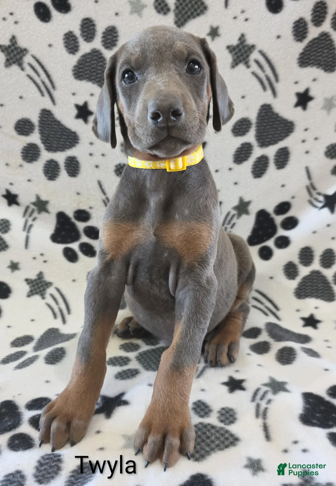Doberman Pinscher dogs for sale: Doberman Pinscher Puppy 6 - Ad 1