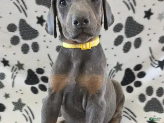 Doberman Pinscher dogs Doberman Pinscher Puppy 6 - Ad 2