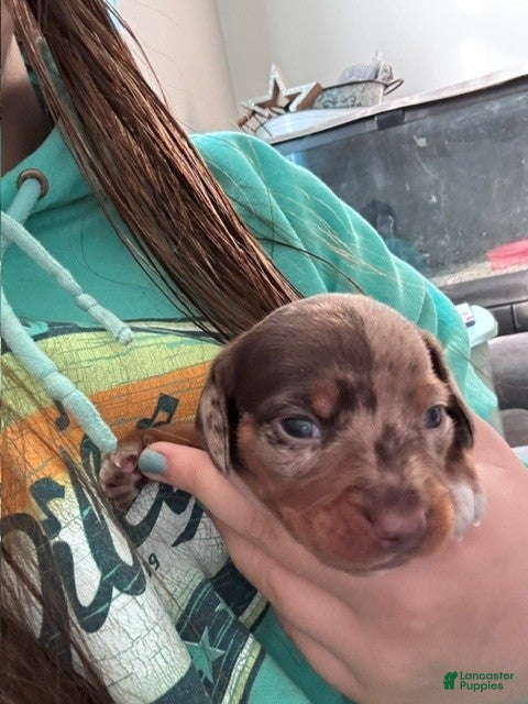 Miniature Dachshund dogs Miniature Dachshund 2 - Ad 1