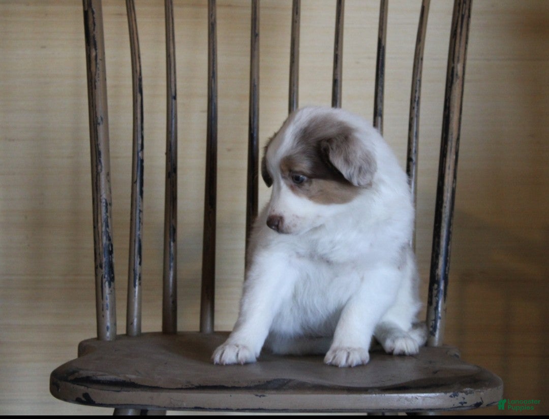 Australian Shepherd dogs for sale: Butterscotch - Ad 2