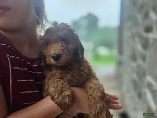 Irish Doodle dogs Irish Doodle 9 - Ad 18
