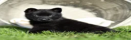 German Shepherd dogs for sale: Fred German Shepherd  - Ad 3