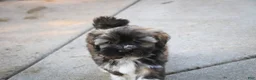Havanese dogs for sale: Blitz Havanese  - Ad 5