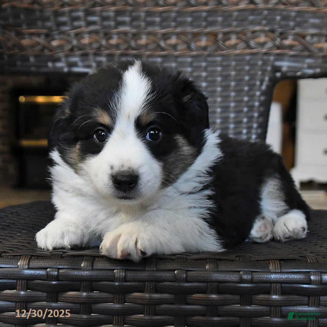 Miniature Australian Shepherd dogs for sale: Daisy - Ad 2