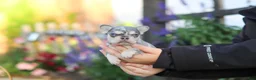 French Bulldog dogs for sale: Sienna - Ad 6