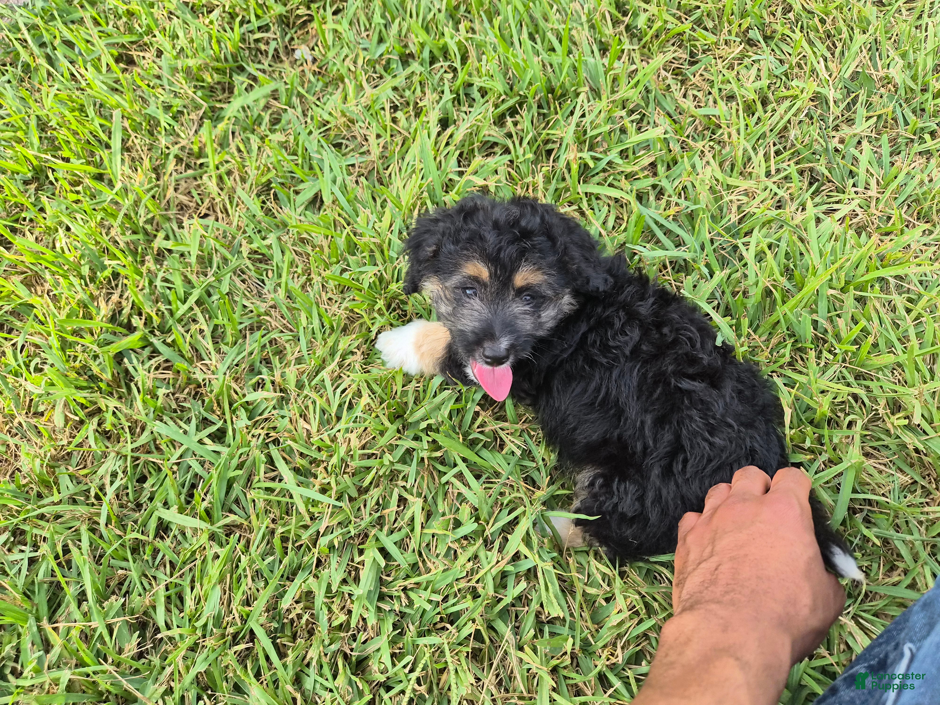 Malshi dogs Shiloh - Ad 20